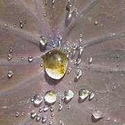 water-drop water-drop