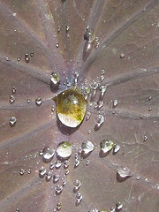 water-drop