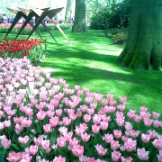 Flori Amsterdam Flori Amsterdam