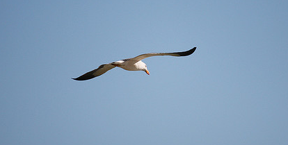 Free bird sky.png